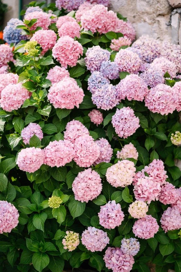 Cele mai bune 9 flori de nunta vara, potrivit florarilor 9 1c1cab39